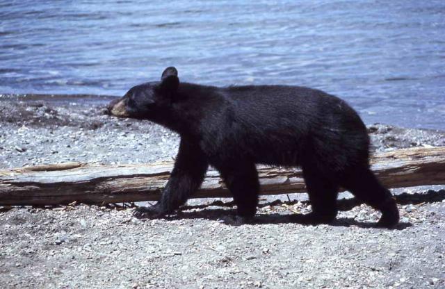 Can You Tell the Difference Between a Black Bear and a Grizzly Bear ...