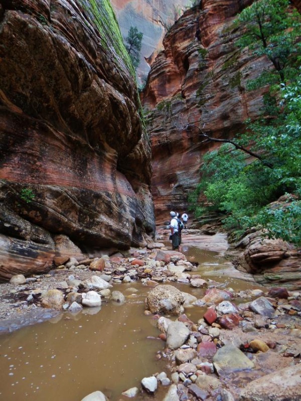 A Rainy Day in Zion by Emily Todd | Austin Adventures